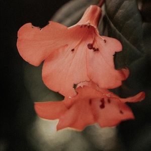 Meet your Posher, Amparo